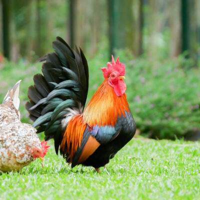 Small and Useful Bantam Chickens